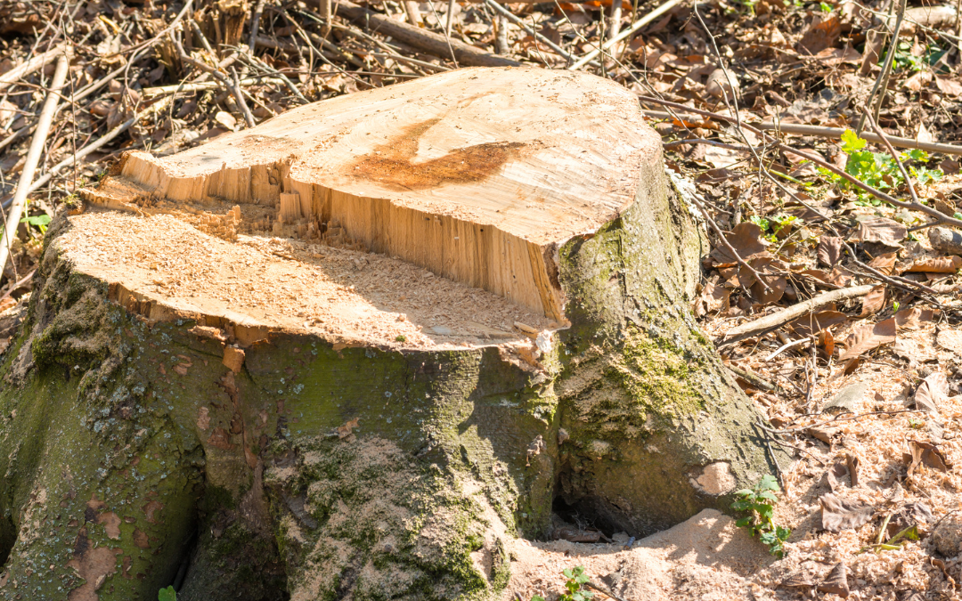 Best Junk Removal in Evergreen, CO