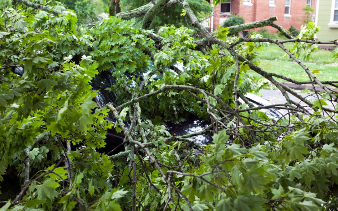 Best Junk Removal in Englewood, CO