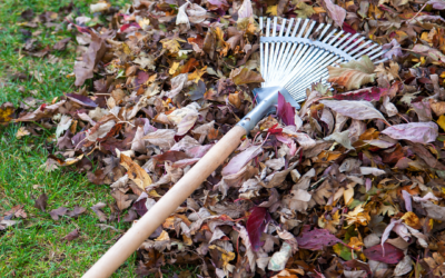 What Should I Do With All My Fallen Leaves and Yard Debris This Fall?